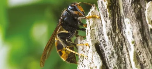 Alençon : la collectivité rembourse désormais à 100% la destruction...