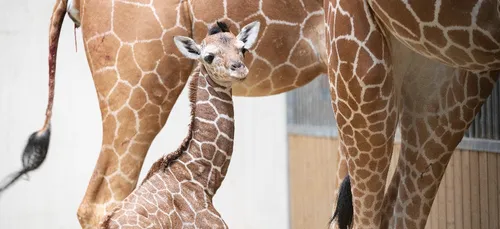Un bébé girafe naît à Beauval
