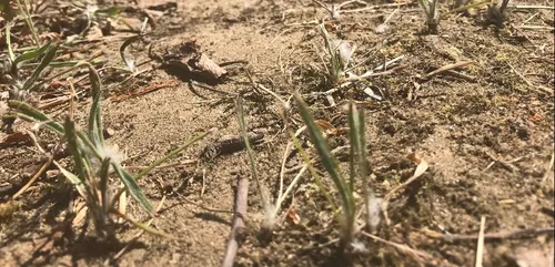 La sécheresse de plus en plus présente dans l’Ouest