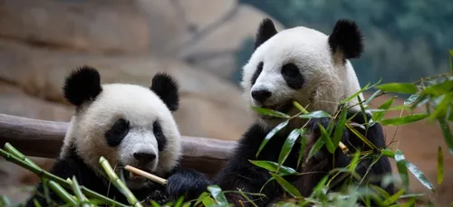 Yuan Meng, le jeune panda de Beauval fêtera ses 2 ans ce dimanche