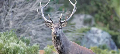 Un homme suspecté de braconner pendant le brame du cerf
