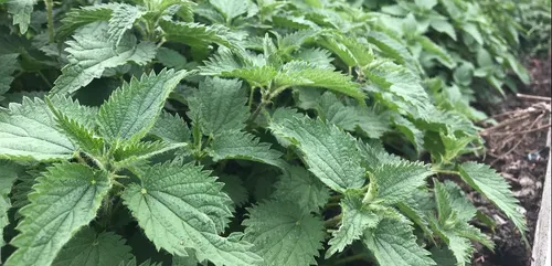 Les vertus méconnues de l’ortie piquante