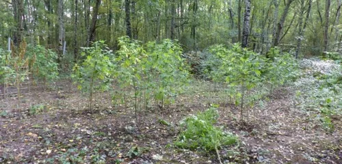 Il découvre des plants de cannabis sur son terrain