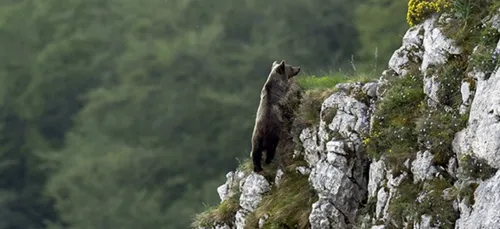 "Ours, simplement sauvage" remporte le premier prix à Lamotte-Beuvron