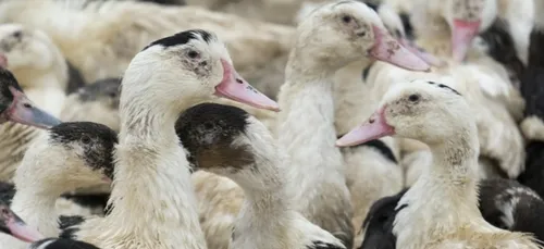 Un foyer d'influenza aviaire dépisté en Loir-et-Cher