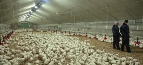 Le groupe LDC s’offre Luché Tradition Volailles