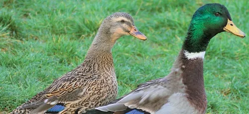 Grippe aviaire en Sologne : les canards ont été abattus