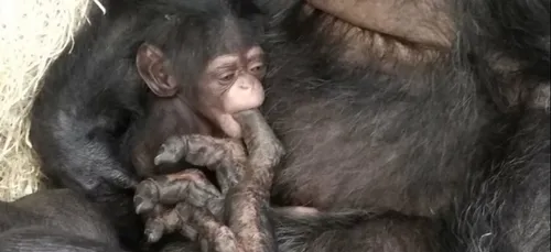 Beauval : un bébé chimpanzé vient de naître