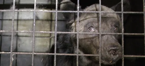 L’ours Micha ne s’est pas réveillé