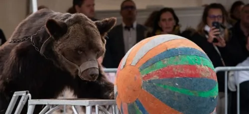 Les ours Bony et Glacha placés pour soins