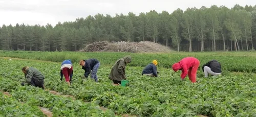 Cornichon français : relancée dans l’ouest, la filière dépasse ses...