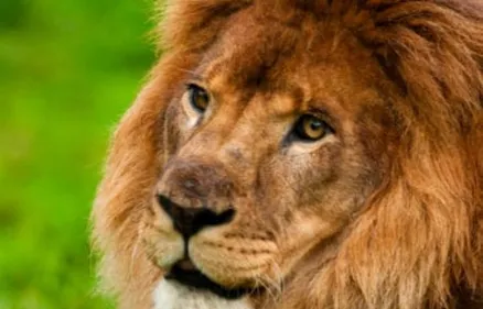 En Mayenne, un lion s’échappe de son enclos et blesse le fondateur...