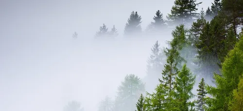 Un sapin montagnard en Normandie