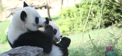 La femelle panda de Beauval inséminée