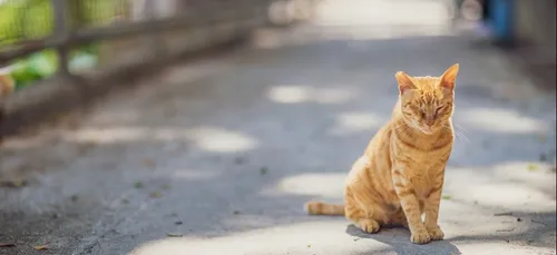 Romorantin-Lanthenay : la chasse aux chats errants est ouverte