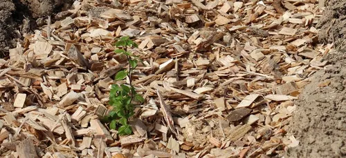 La Mayenne soutient la création de haies bocagères