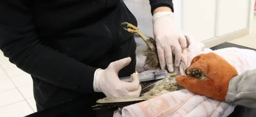 En Mayenne, fermeture du Centre de sauvegarde de la faune sauvage