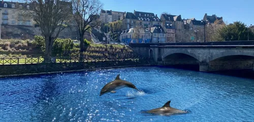 Le Mans : des dauphins aperçus dans la Sarthe ce mercredi
