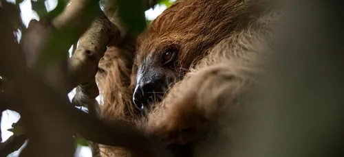 ZooParc de Beauval : pas de réouverture avant le 30 avril