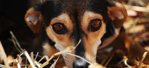 Malgré le confinement, le retour des adoptions d'animaux