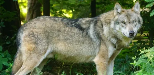 Retour probable du loup en Normandie