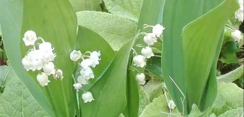 En Sarthe, pas de 1er mai sans muguet