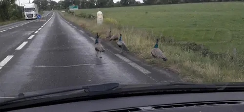 Le long de la D323, les paons sont en vadrouille