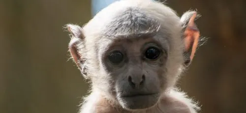 ZooParc de Beauval : fermeture prolongée