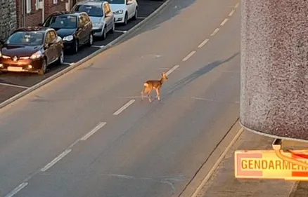 Domfront : attention, traversée d'animaux sauvages... en...