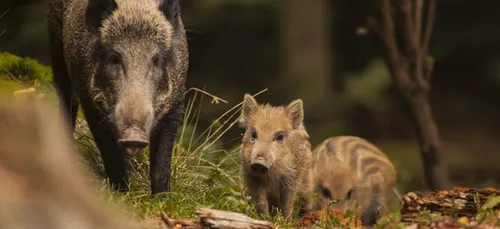Dans l'Orne, on peut déjà abattre le sanglier