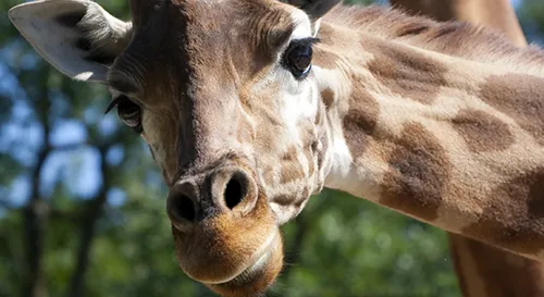 Zoo de La Flèche : retour à la normale ce mercredi 10 juin
