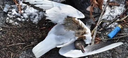 Carnage d’oiseaux dans le ciel blésois