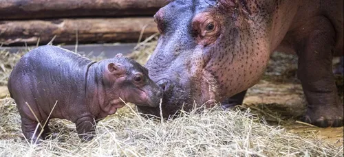 Inédit : la naissance d’un hippopotame au ZooParc de Beauval