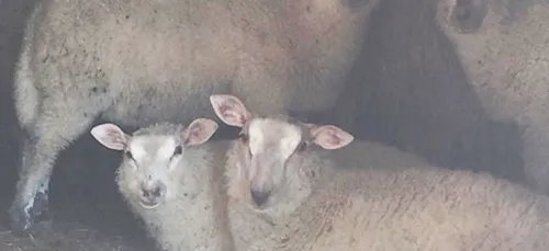 Cadavres décomposés et absence de nourriture : 245 moutons saisis...