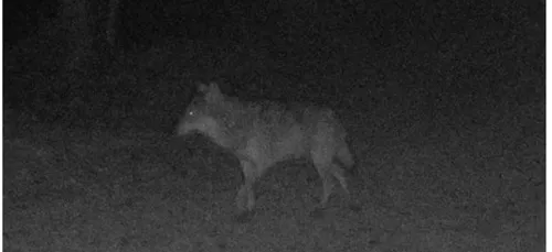 Le loup est bel et bien de retour en Normandie