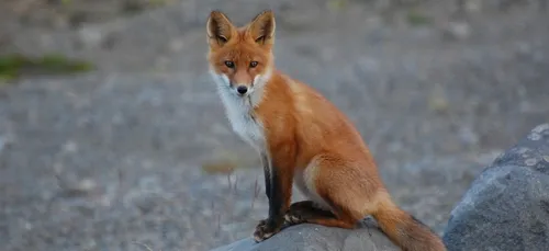 Seine-Maritime : près de 1 500 renards pourront être abattus d’ici...