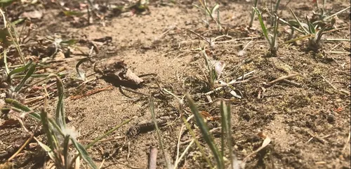 Les agriculteurs normands face à la sécheresse
