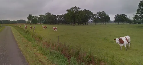 Un veau retrouvé mort et mutilé en Sarthe
