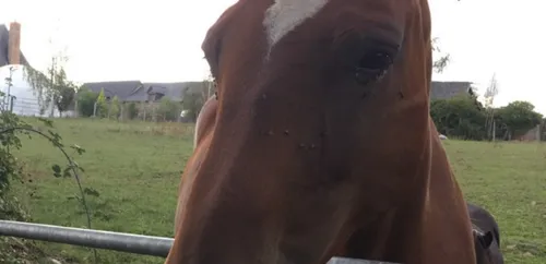 Chevaux mutilés : la FDSEA53 se portera partie civile