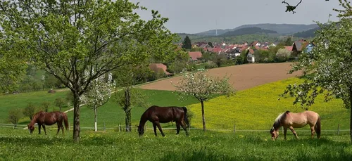 Animaux mutilés : la Normandie, terre de cheval, s’inquiète