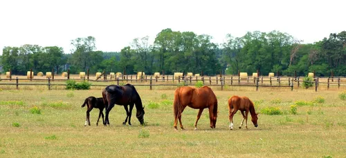 Chevaux mutilés : éleveurs et propriétaires se mobilisent sur les...