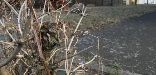 Sécheresse : situation toujours critique en Mayenne