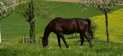 Un cheval retrouvé blessé en Sarthe