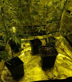 Un planteur de cannabis intercepté sur la route en sud Mayenne