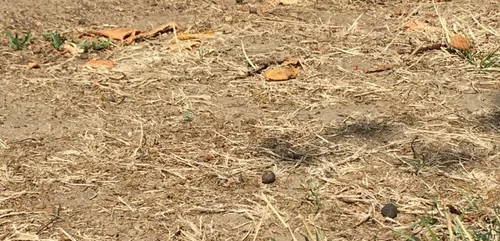 Partout en Mayenne, on n’a plus le droit d’arroser sa pelouse ou...