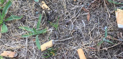 8,6 kg : record à battre pour la collecte de mégots à Château-Gontier