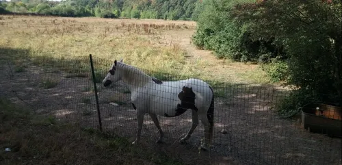 Nouvelle suspicion de sévices sur un équidé retrouvé mort en Sarthe