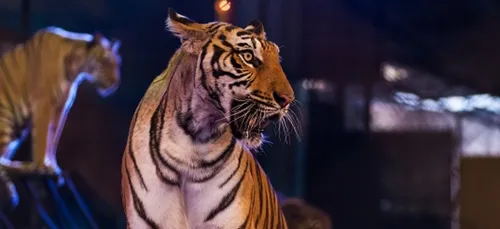 Fin des animaux sauvages dans les cirques : le Refuge de l’Arche...