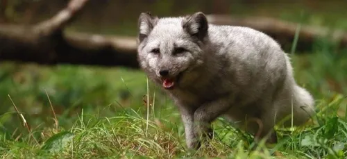 Deux petits renards à nommer et des nocturnes pour Halloween au zoo...