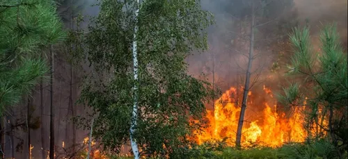 Forêts sarthoises : déploiement des premiers appareils de...